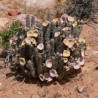Hoodia Gordonii Hoodia Gordonii